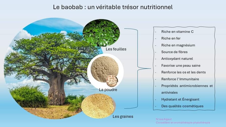 Le baobab, trésor nutritionnel d'Afrique